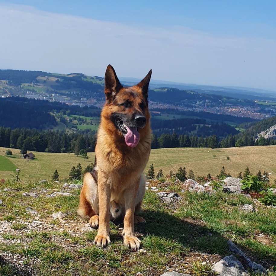 Elevage Berger Allemand De L Equipa Georges La Chaux De Fonds Suisse